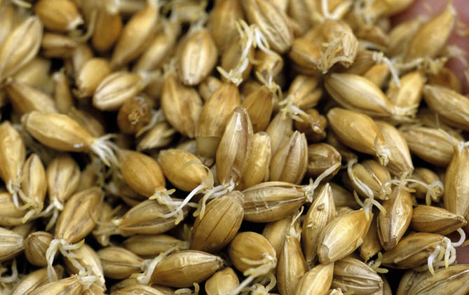 Closeup of malt grain fermenting.