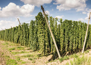 Growing hops in a hop garden in Bavaria