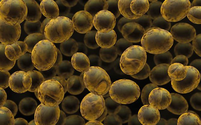 3d rendered illustration of bakers (budding) yeast used for beer-brewing and baking
