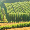 A field of hops in late summer, ready to be harvested. Photo taken in Hallertau (Holledau), Germany. This is the world's largest hops growing area.